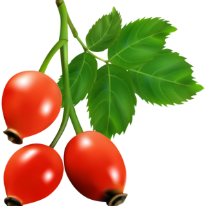 Rose hip PNG