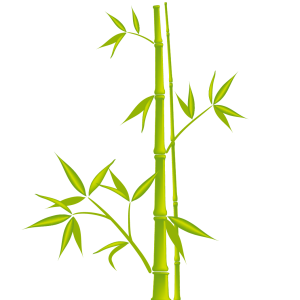 Bamboo PNG