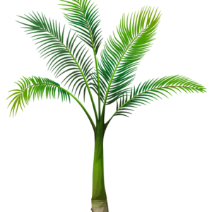 Palm tree PNG