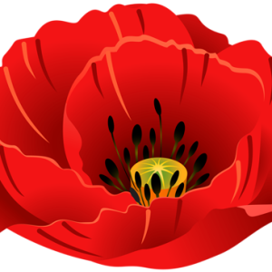 Poppy flower PNG