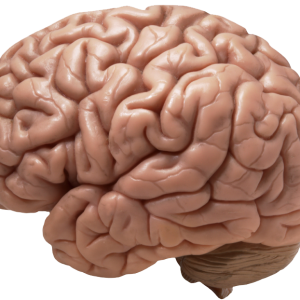 Brain PNG