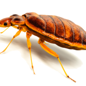 Bed bug PNG