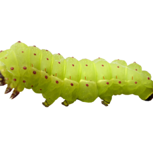 Caterpillar PNG