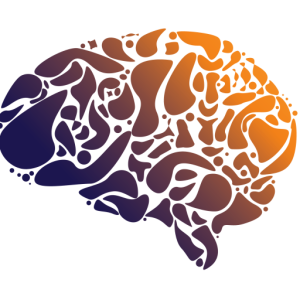 Brain PNG