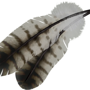 Feather PNG