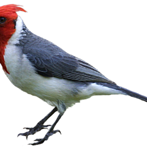 Woodpecker PNG