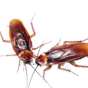 Roach PNG