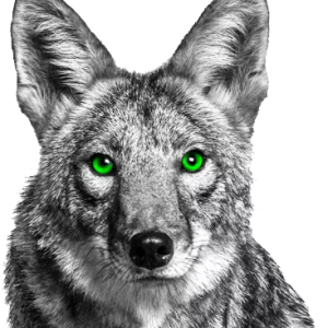 Jackal, coyote PNG