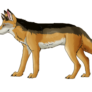 Jackal, coyote PNG