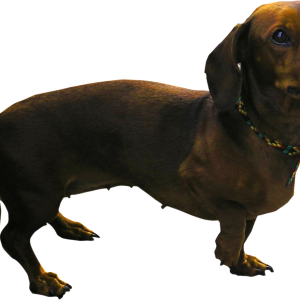 Dachshund PNG