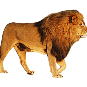 Lion PNG