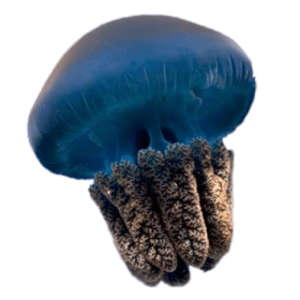Jellyfish PNG