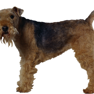 Dog PNG
