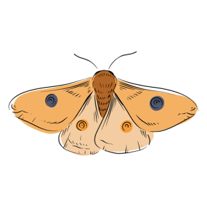Moth PNG