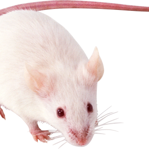 mouse, rat PNG image