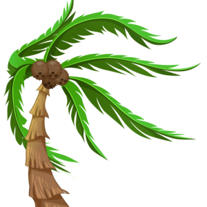 Palm tree PNG