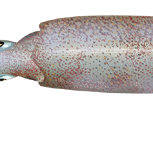 Squid PNG