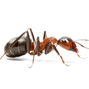 ant PNG