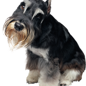 Dog PNG