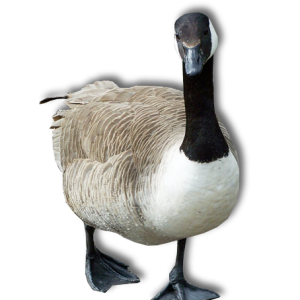 Goose PNG