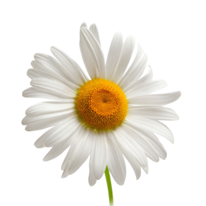Camomile PNG image, free flower picture