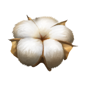 Cotton PNG