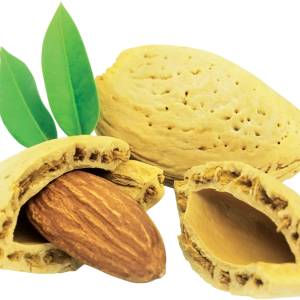 Almond PNG