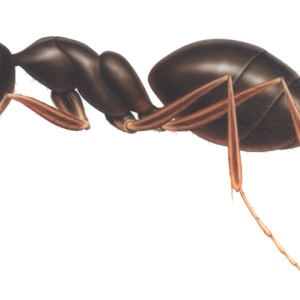 ant PNG