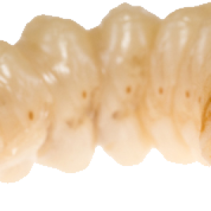 Maggot PNG