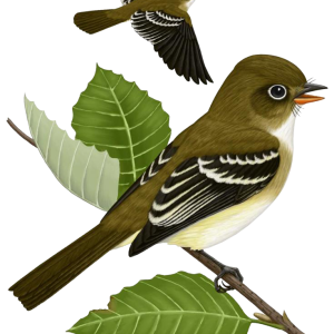 Sparrow PNG