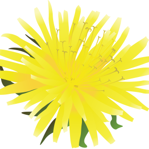 Dandelion PNG