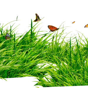 grass png image, green grass PNG picture
