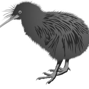 Kiwi bird PNG