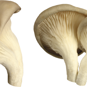Mushroom PNG image