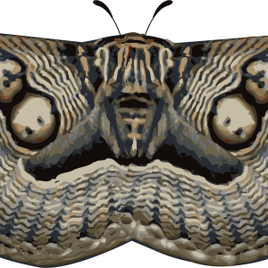 Moth PNG