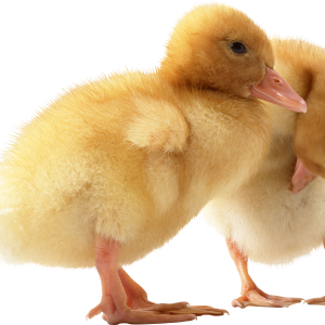 Duck PNG image