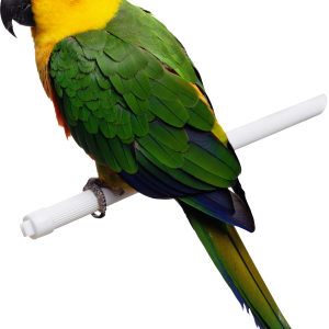 Parrot PNG image