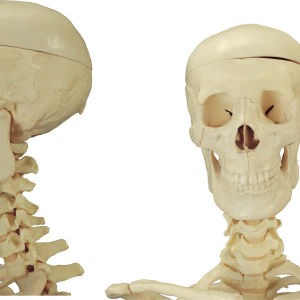 Skeleton PNG