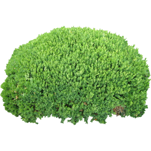 Bush PNG image