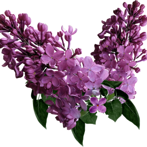 Lilac PNG