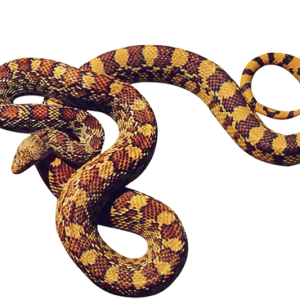 Anaconda PNG
