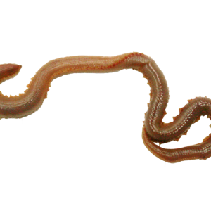 earthworm worm PNG