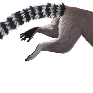 Lemur PNG