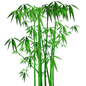 Bamboo PNG