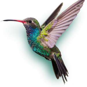 Hummingbird PNG