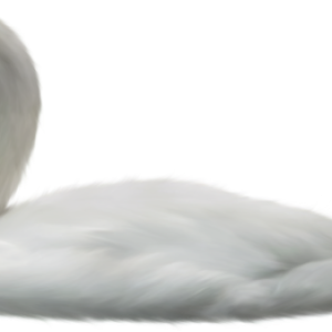 Swan PNG