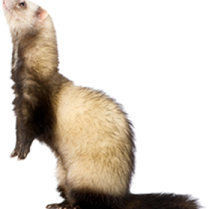 Ferret PNG