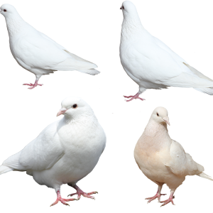 White pigeons PNG image