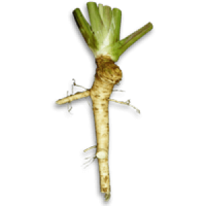 Horseradish PNG