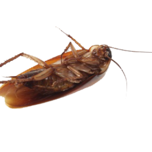 Roach PNG